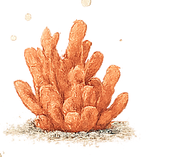 single coral specimen
